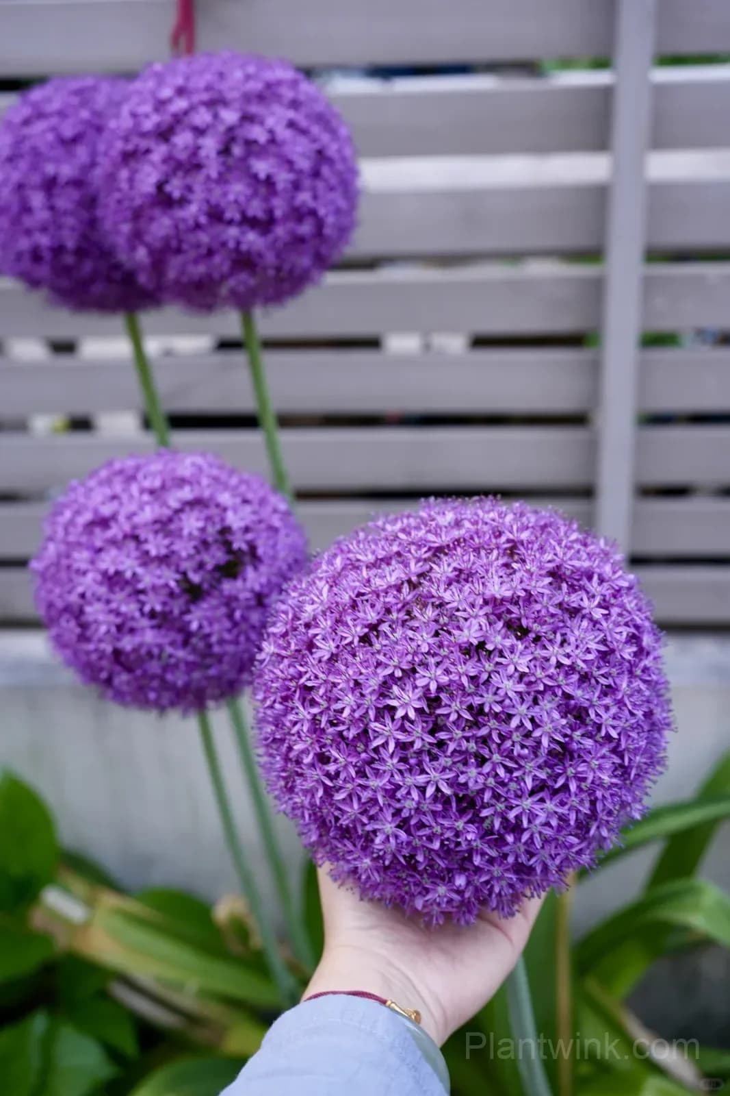Allium Giganteum Bulbs – Giant Purple Globe Flowers for Garden Borders, Containers & Dried Floral Displays - View 3