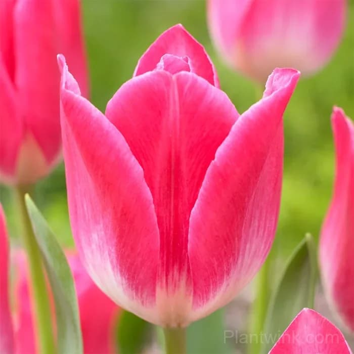 Pink & White Tulip Bulbs, Beautiful Pink Tulip Flowers for Garden, Patio & Pots - Main