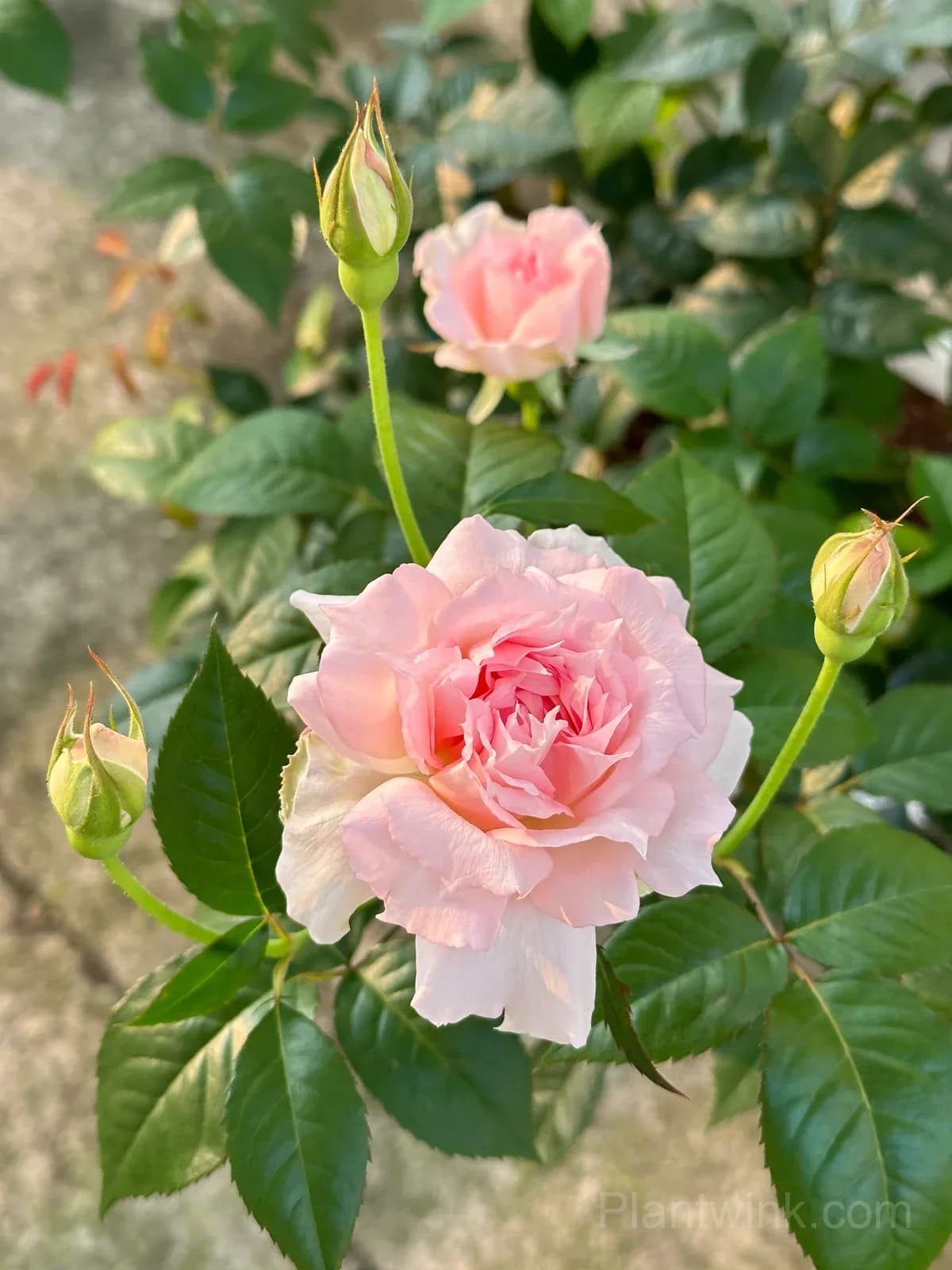 Pink & White Frilled Rose Seeds – Ruffled Double Blooms, Easy to Grow - Alt