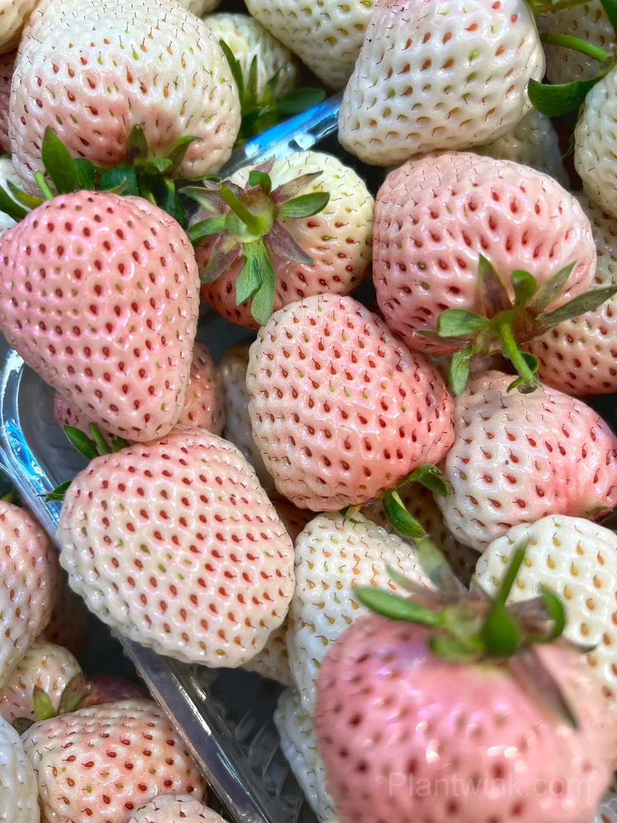 Japanese Awayuki White Strawberry Seeds – Sweet Strawberry Seeds for Home Garden - View 2