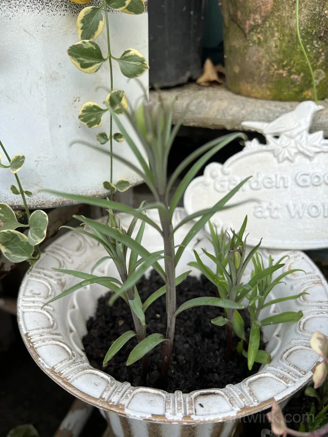 Fritillaria Thunbergii Bulbs – Rare Bell-Shaped Checkered Flowers for Woodland Gardens, Containers & Naturalized Landscapes - View 8