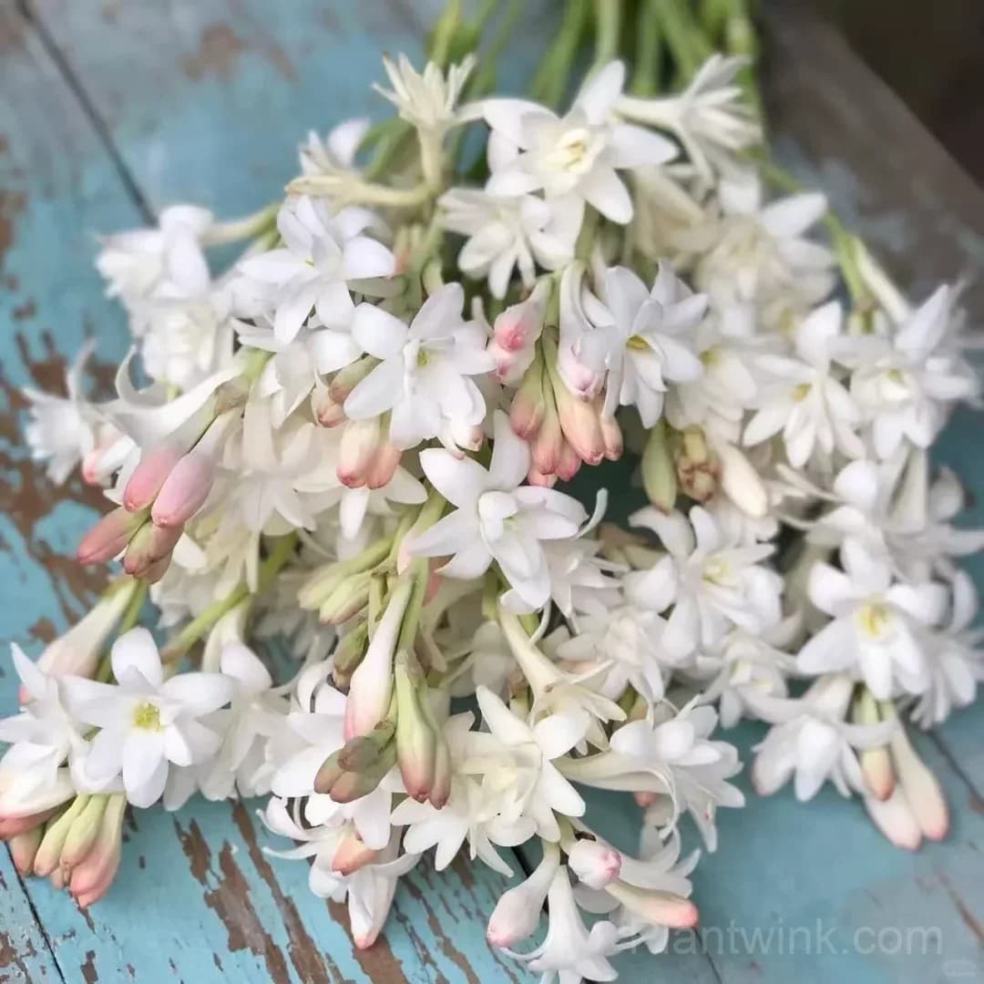 Tuberose Bulbs – Intensely Fragrant White Spikes for Night Gardens, Patio Planters & Perfume-Inspired Bouquets - View 9