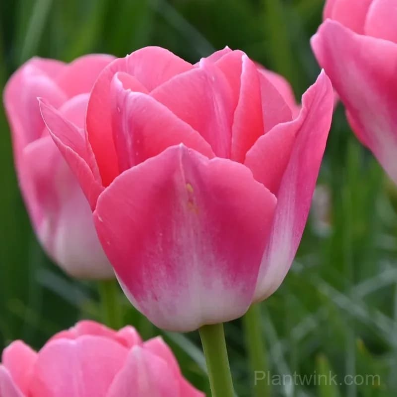 Pink & White Tulip Bulbs, Beautiful Pink Tulip Flowers for Garden, Patio & Pots - View 4