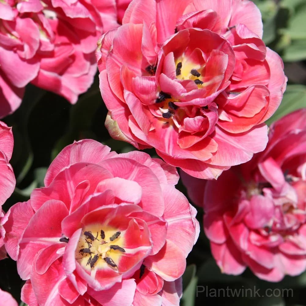 Pink Double Tulip Bulbs – Peony-Like Spring Blooms for Garden & Home - Main
