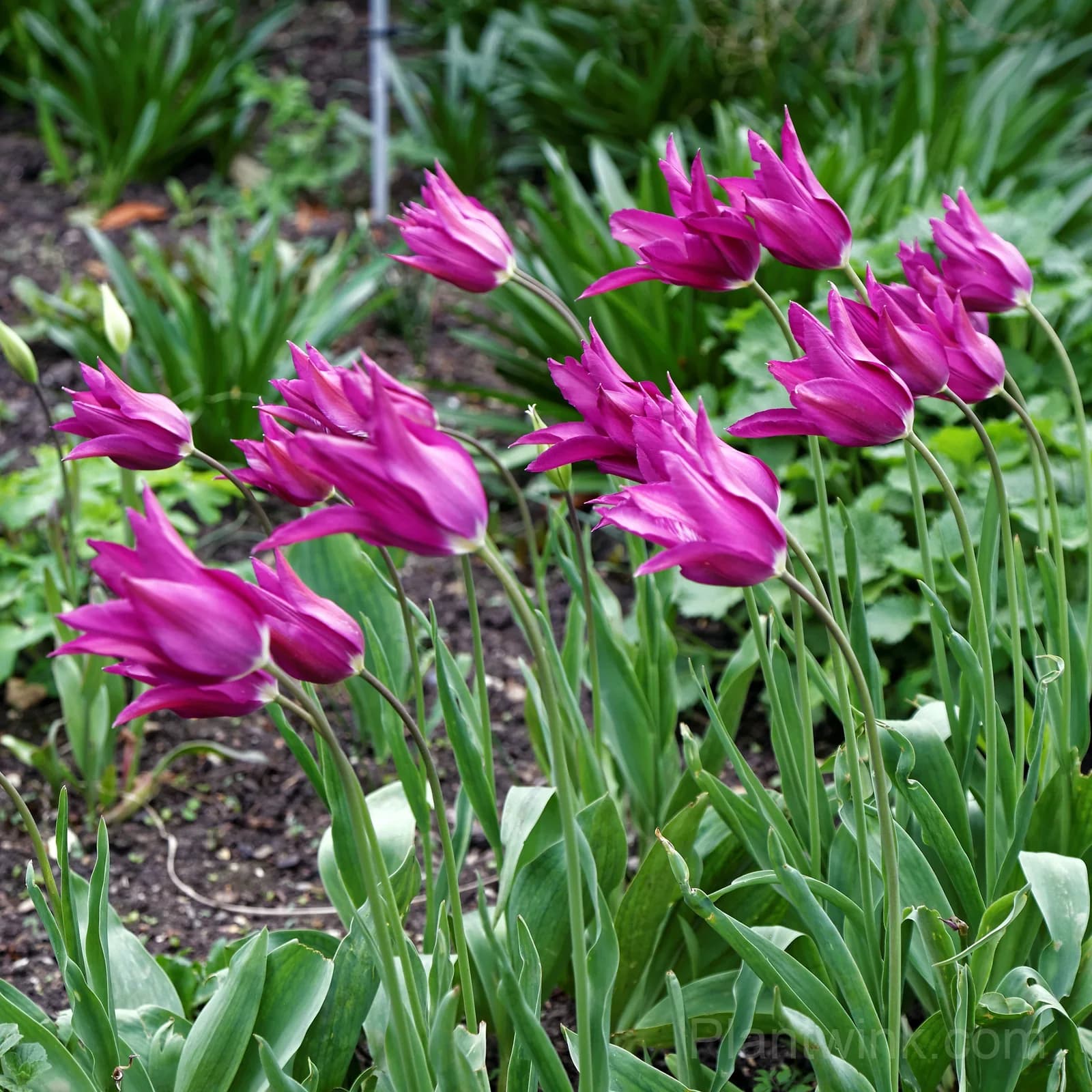 Purple Lily-Flowered Tulip Bulbs – Elegant Pointed Petals - View 5