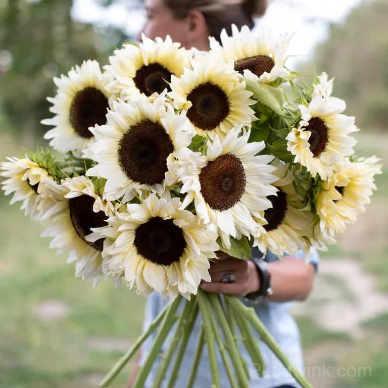 White Lover Sunflower Seeds – Elegant White Blooms, Easy to Grow & High Germination - View 5