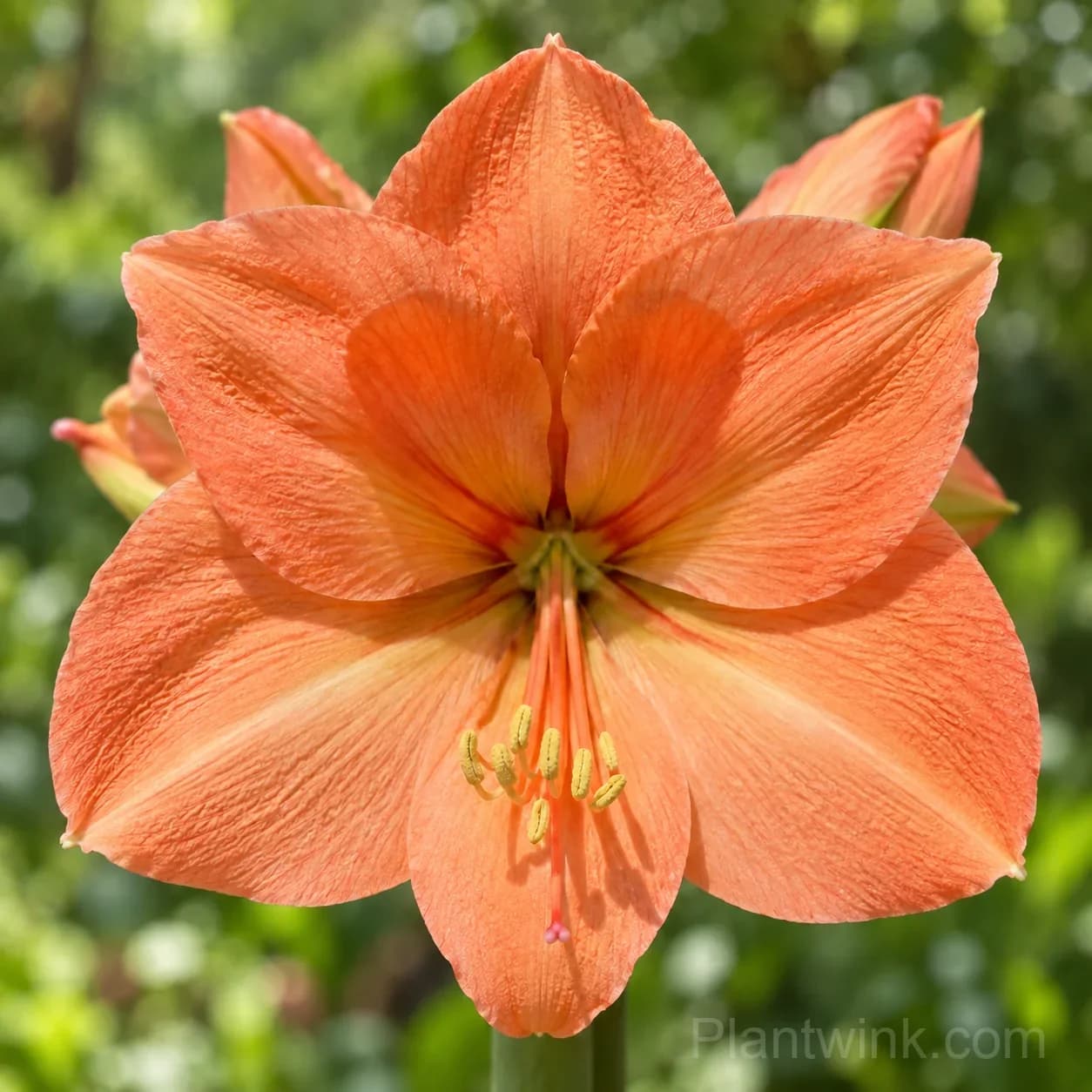 Rare Amaryllis Bulbs – 12 Stunning Varieties in One Complete Collection - View 8