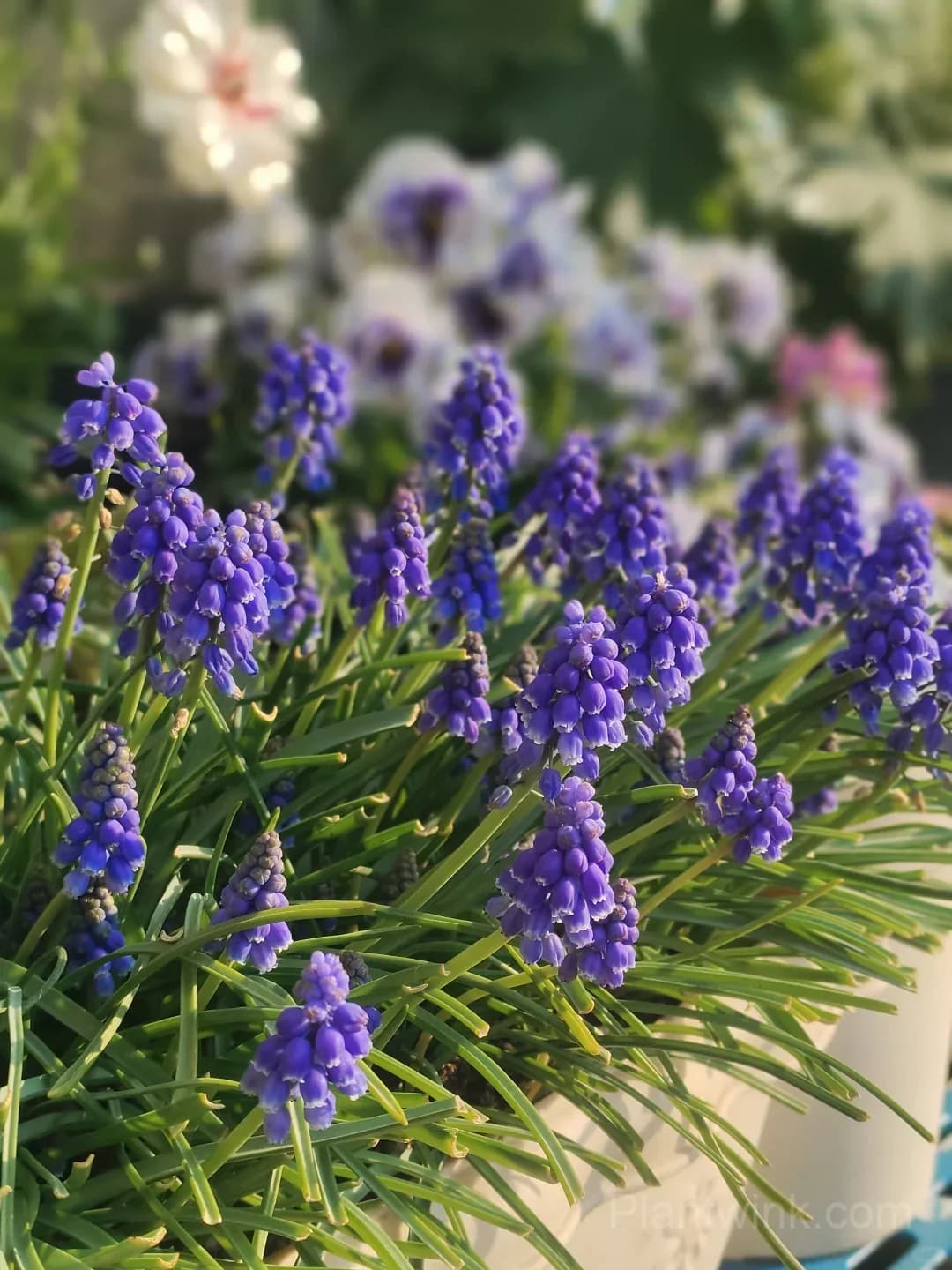 Grape Hyacinth Bulbs (Muscari) – Fragrant Blue Spring Flowers for Garden, Pots & Borders - View 8