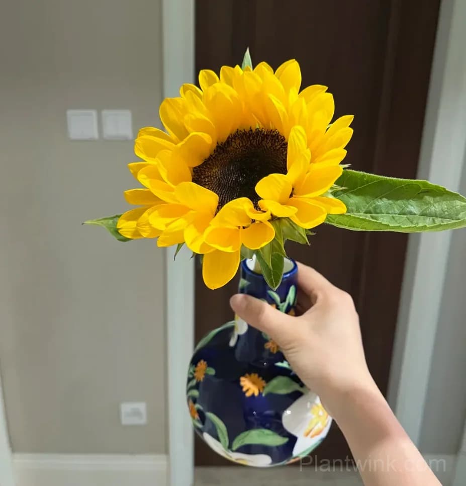 Black Center Sunflower Seeds – Giant Yellow Blooms, Easy to Grow & High Germination - View 2