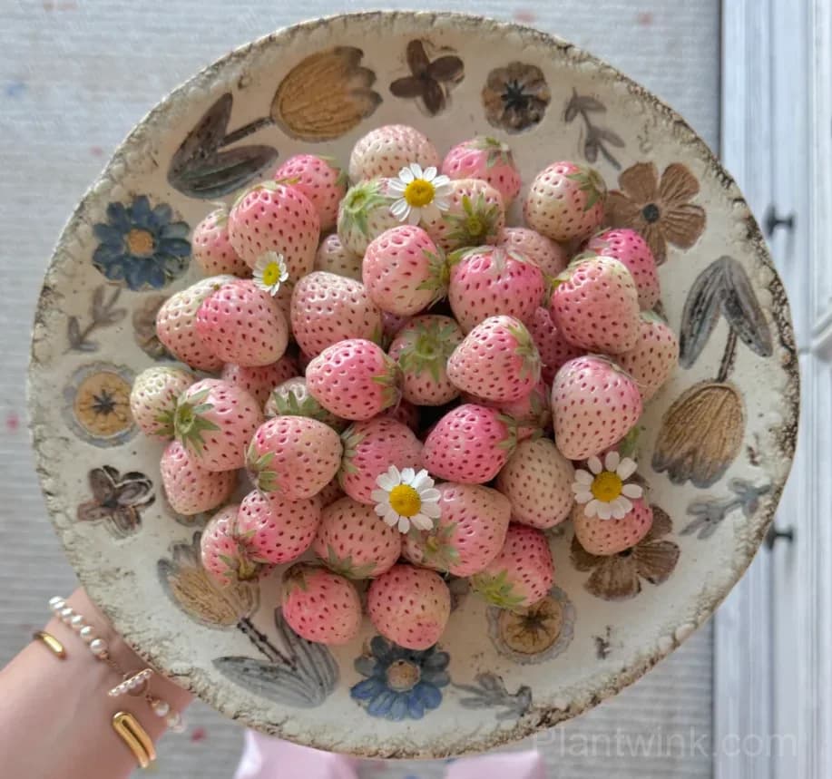 Mini Fenyu Pink Strawberry Seeds – Sweet Pink Strawberries for Home Garden & Easy Growing - View 2