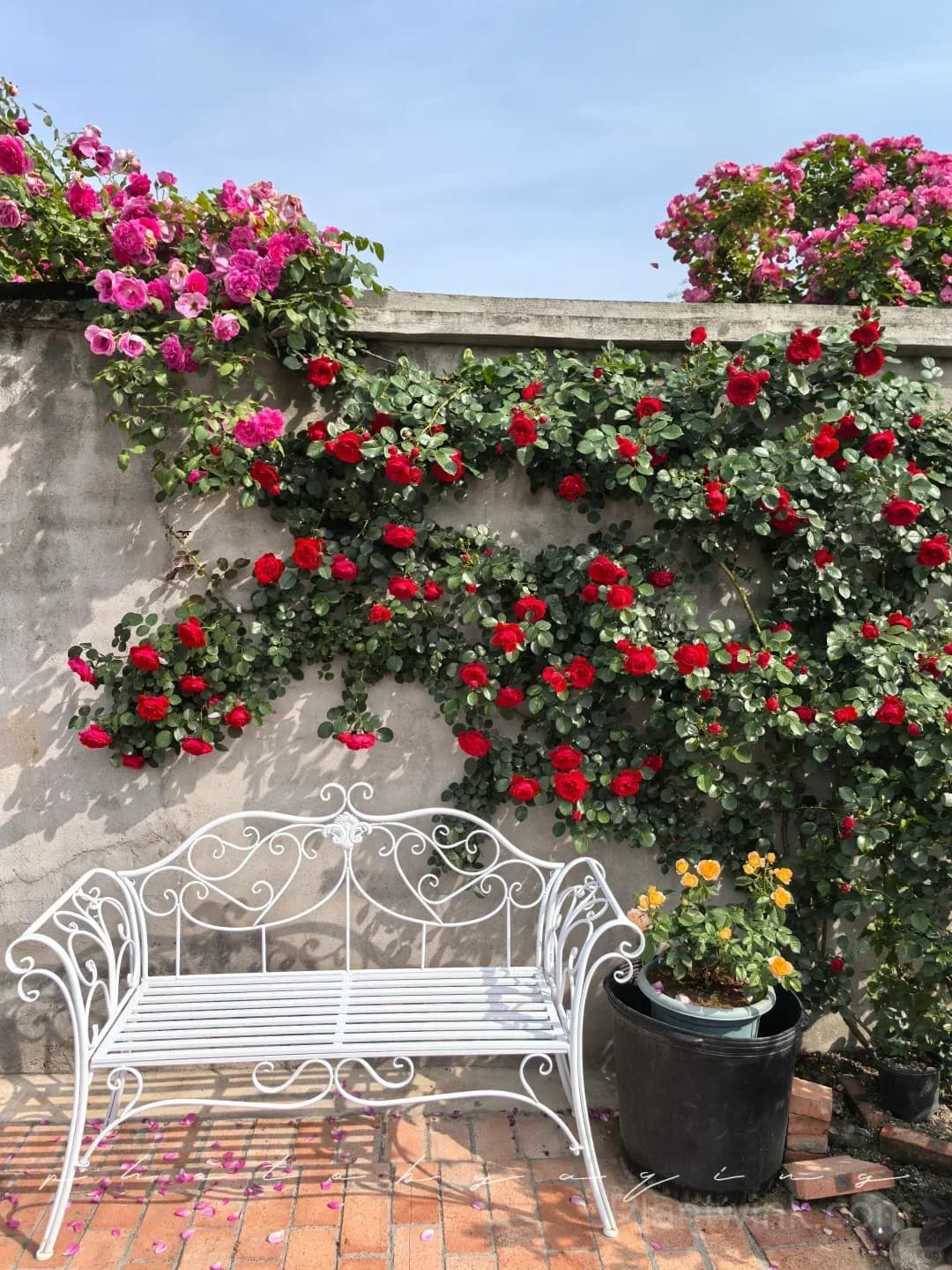 Florentina Rose Seeds – Climbing Red Roses for Garden, Trellis & Home Growing - View 3