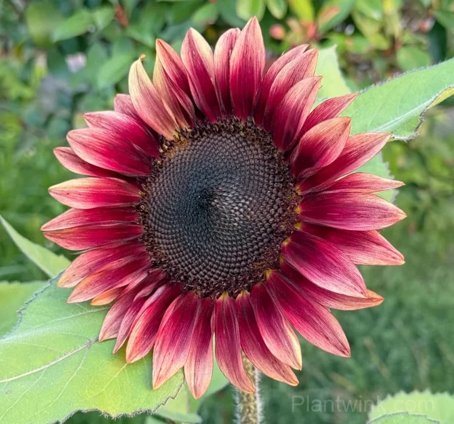 Lemon Blush Sunflower Seeds – Unique Yellow & Red Flowers for Garden & Home Growing - View 5