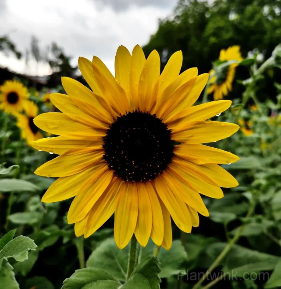 Black Center Sunflower Seeds – Giant Yellow Blooms, Easy to Grow & High Germination - Main