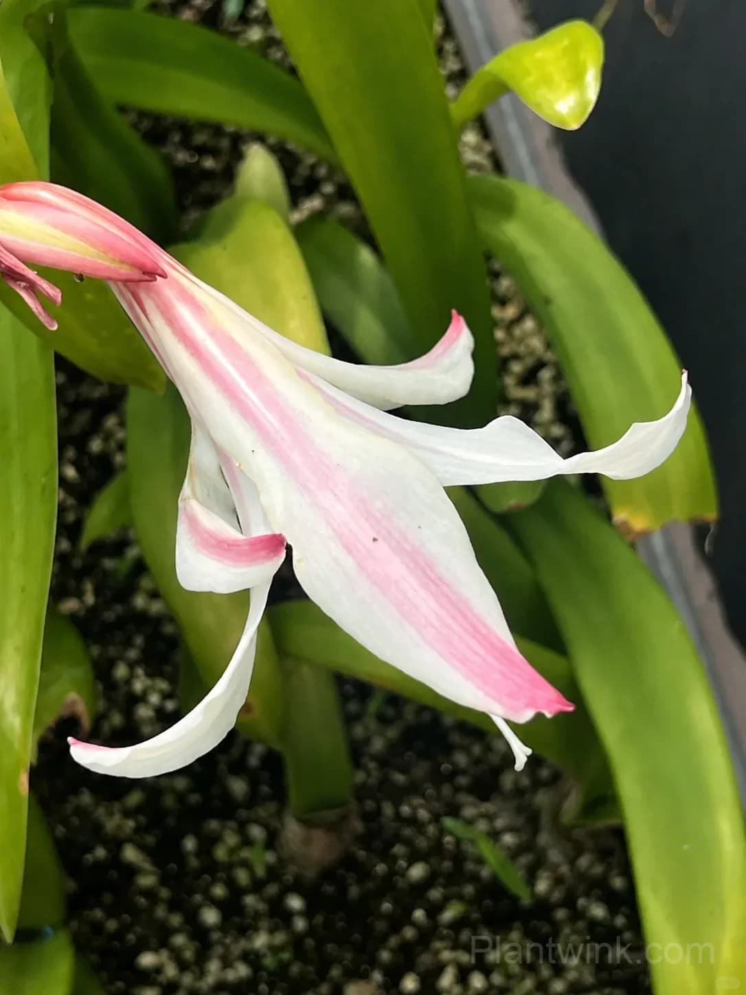White Amaryllis Bulbs – Elegant White Blooms, Easy to Grow & Reblooming - View 2