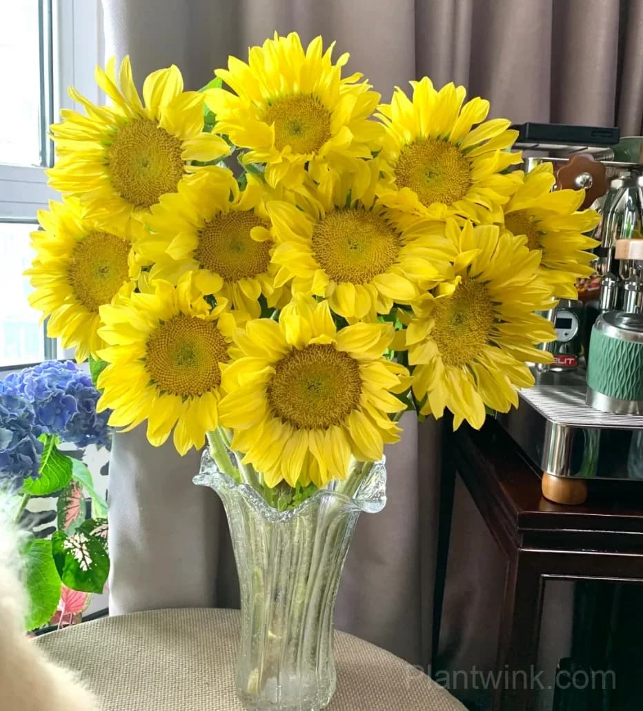 Lemon Yellow Sunflower Seeds – Bright Blooms, Easy to Grow & High Germination - Alt