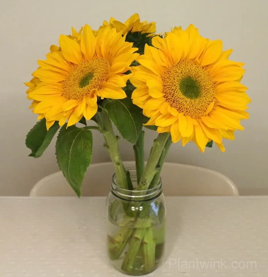 Green Center Sunflower Seeds – Unique Yellow Blooms, Easy to Grow & High Germination - Main
