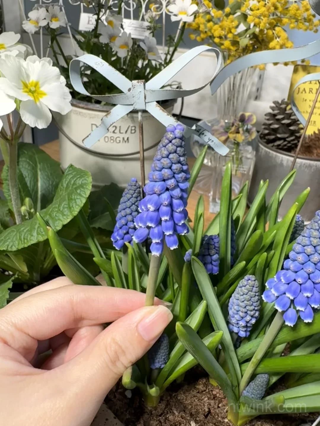 Grape Hyacinth Bulbs (Muscari) – Fragrant Blue Spring Flowers for Garden, Pots & Borders - View 6