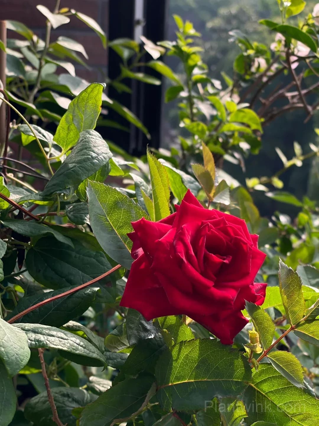 Red Velvet Rose Seeds - Dark Red Hybrid Tea Cut Flower, Velvet Petals & Long Vase Life - View 3