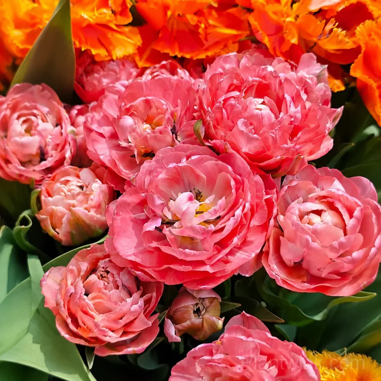 Pink Double Tulip Bulbs – Peony-Like Spring Blooms for Garden & Home - View 5