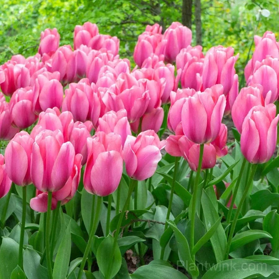 Premium Pink Tulip Bulbs – Dutch Spring Flower Bulbs for Planting & Garden - Alt