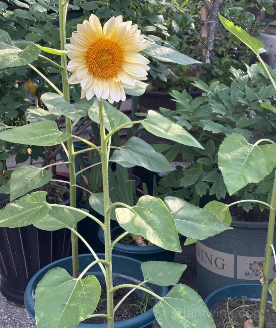 White Moonlight Sunflower Seeds – Elegant White Blooms, Easy to Grow & High Germination - View 4