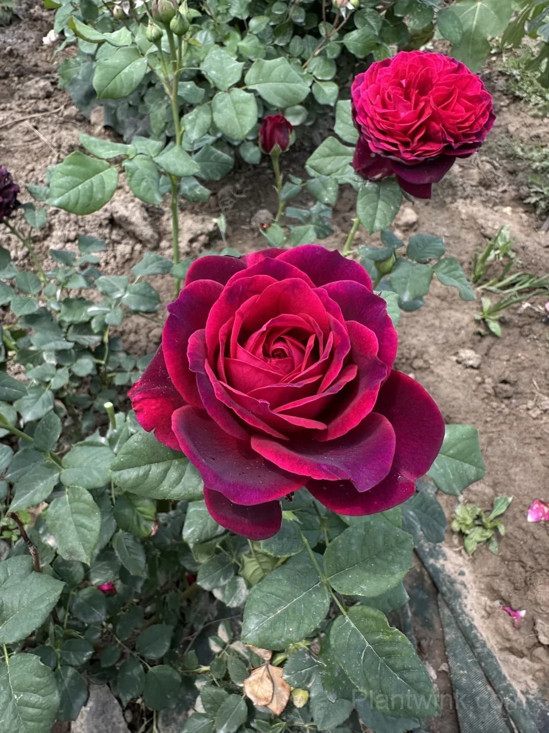Deep Purple Rose Seeds – Elegant Double Blooms, Easy to Grow - View 5