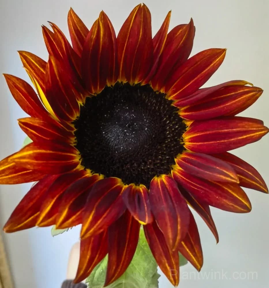 Painted Sunflower Seeds – Multicolor Blooms, Easy to Grow & High Germination - Main
