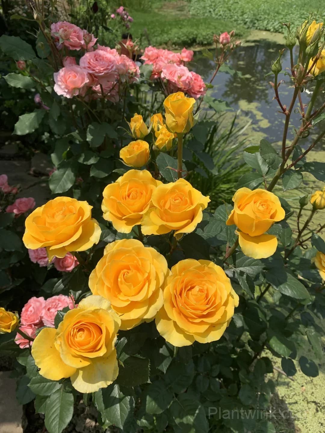 Gold Fury Rose Seeds - Bright Golden Yellow Floribunda Cut Flower, Disease Resistant Garden Plant - View 6