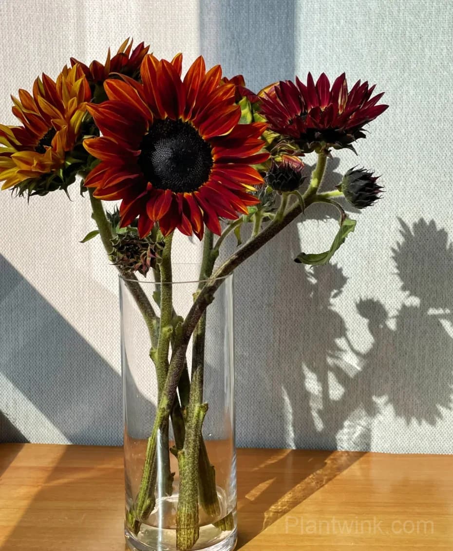 Painted Sunflower Seeds – Multicolor Blooms, Easy to Grow & High Germination - View 2