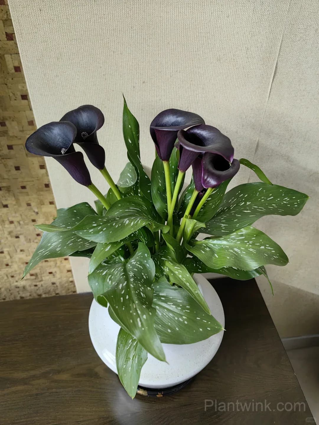 Calla Lily Bulbs – Elegant Trumpet-Shaped Blooms for Garden Beds, Patio Containers & Cut Flower Arrangements - View 9