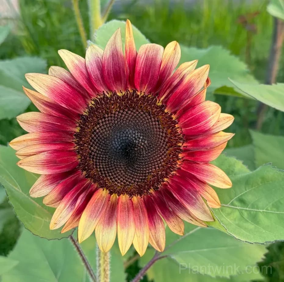 Lemon Blush Sunflower Seeds – Unique Yellow & Red Flowers for Garden & Home Growing - View 4