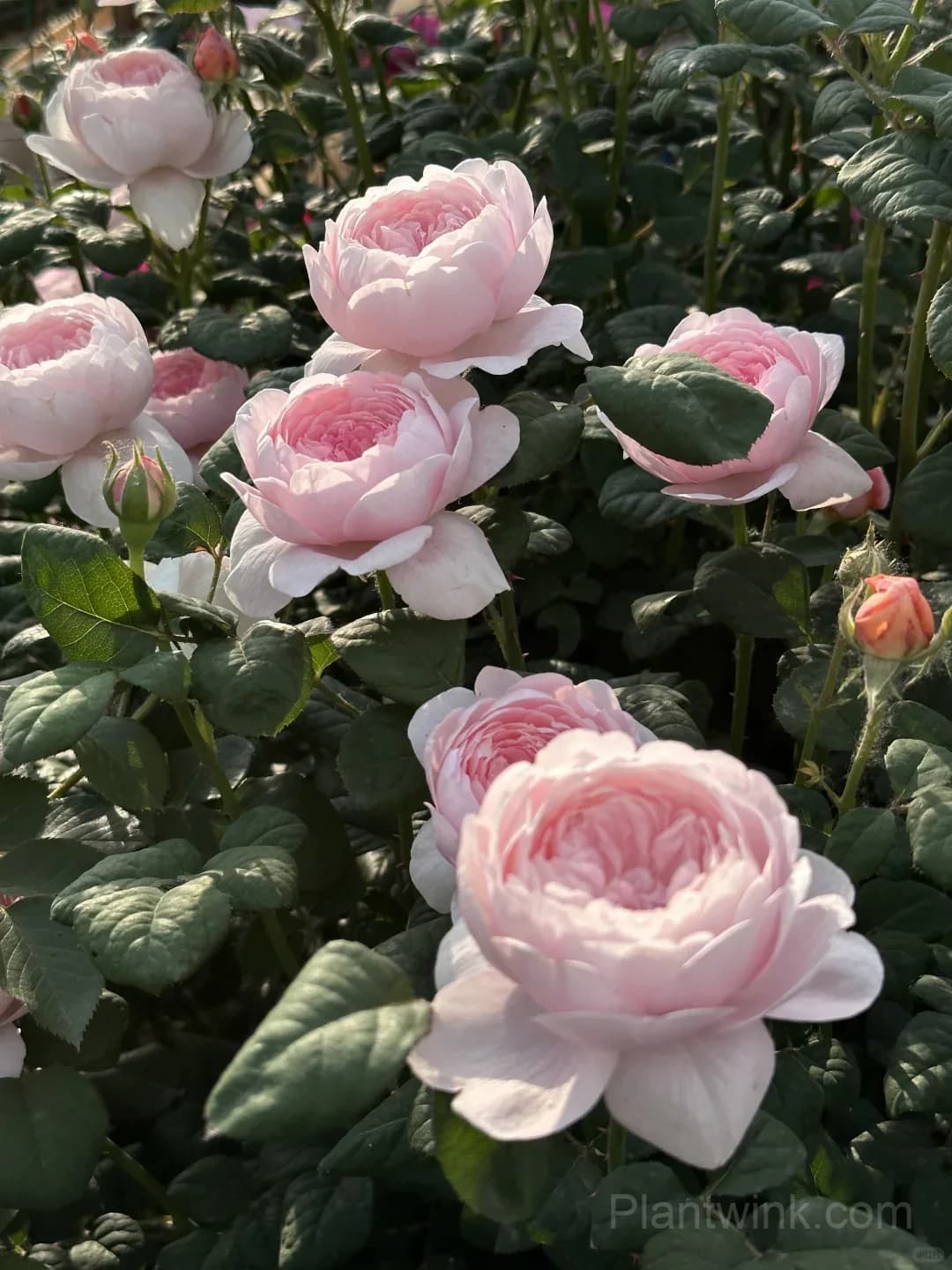 Queen of Sweden Rose Seeds – Soft Pink Roses for Garden, Patio & Home Growing - View 5