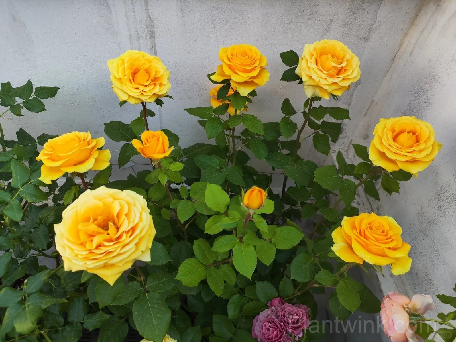 Gold Fury Rose Seeds - Bright Golden Yellow Floribunda Cut Flower, Disease Resistant Garden Plant - View 1