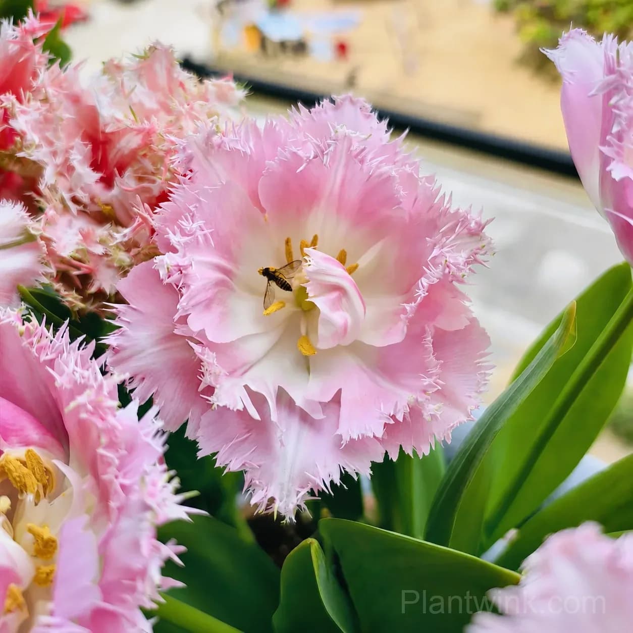 Pink Fringed Tulip Bulbs – Elegant Double-Layered Petals for Garden & Patio - Main