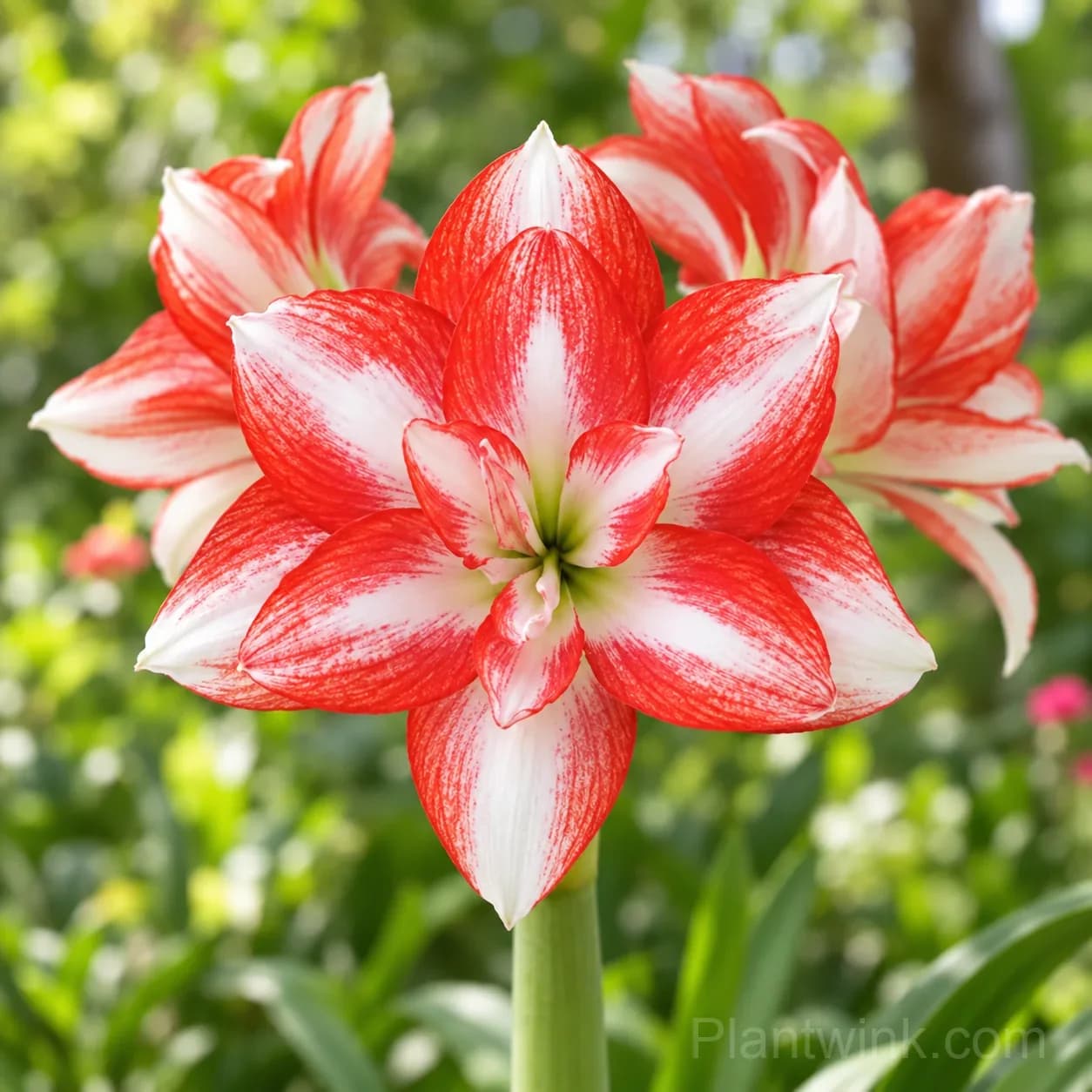 Rare Amaryllis Bulbs – 12 Stunning Varieties in One Complete Collection - View 9