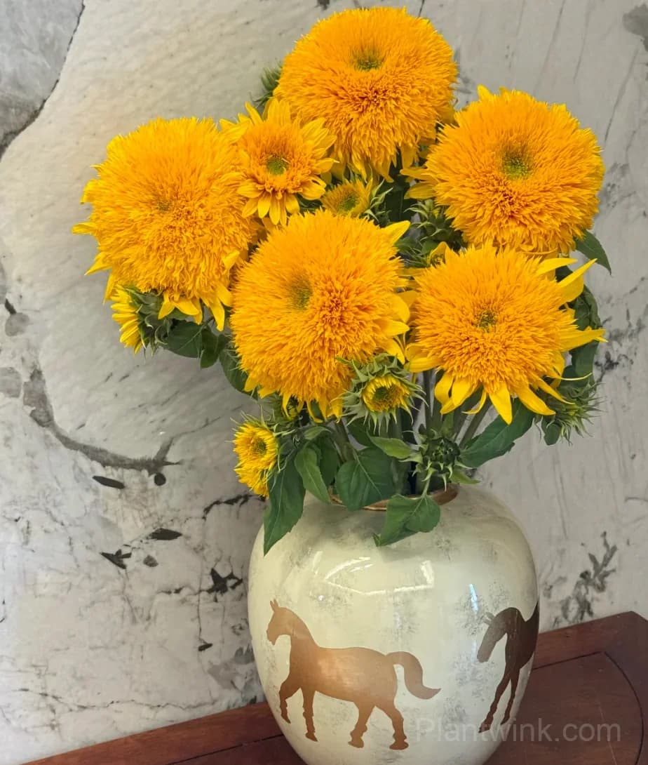 Teddy Bear Sunflower Seeds – Dwarf Double Blooms, Easy to Grow & High Germination - Alt