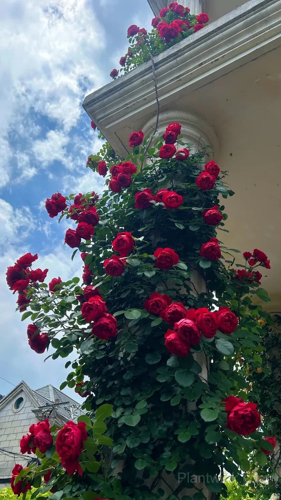 Florentina Rose Seeds – Climbing Red Roses for Garden, Trellis & Home Growing - View 7