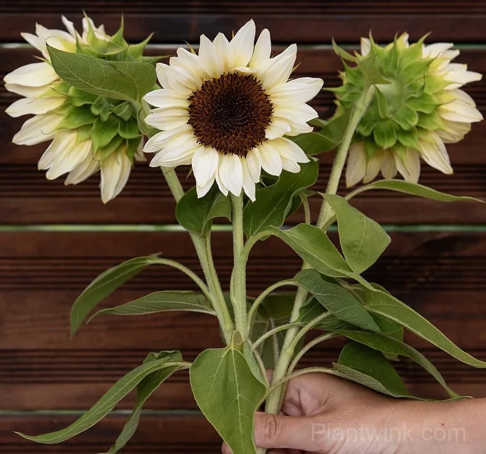 White Lover Sunflower Seeds – Elegant White Blooms, Easy to Grow & High Germination - View 4