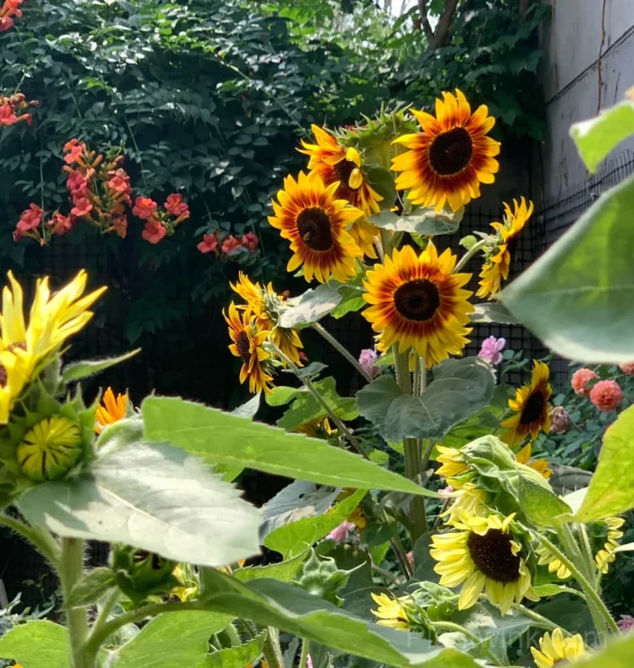 Multicolor Branching Sunflower Seeds – Colorful Multiple Blooms, Easy to Grow & High Germination - View 2