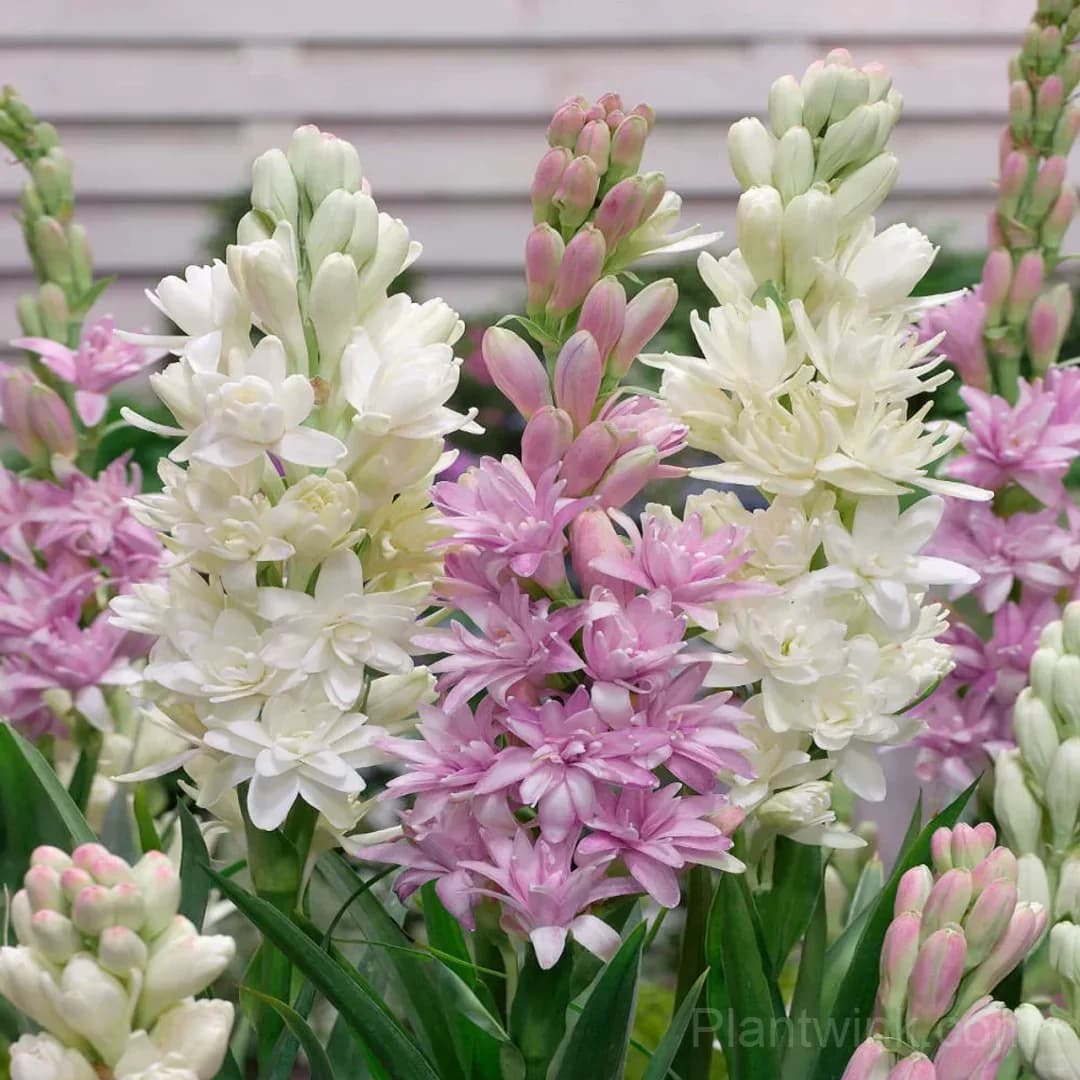 Tuberose Bulbs – Intensely Fragrant White Spikes for Night Gardens, Patio Planters & Perfume-Inspired Bouquets - View 6