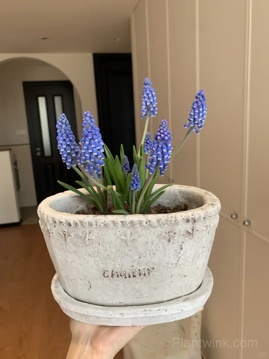 Grape Hyacinth Bulbs (Muscari) – Fragrant Blue Spring Flowers for Garden, Pots & Borders - View 2
