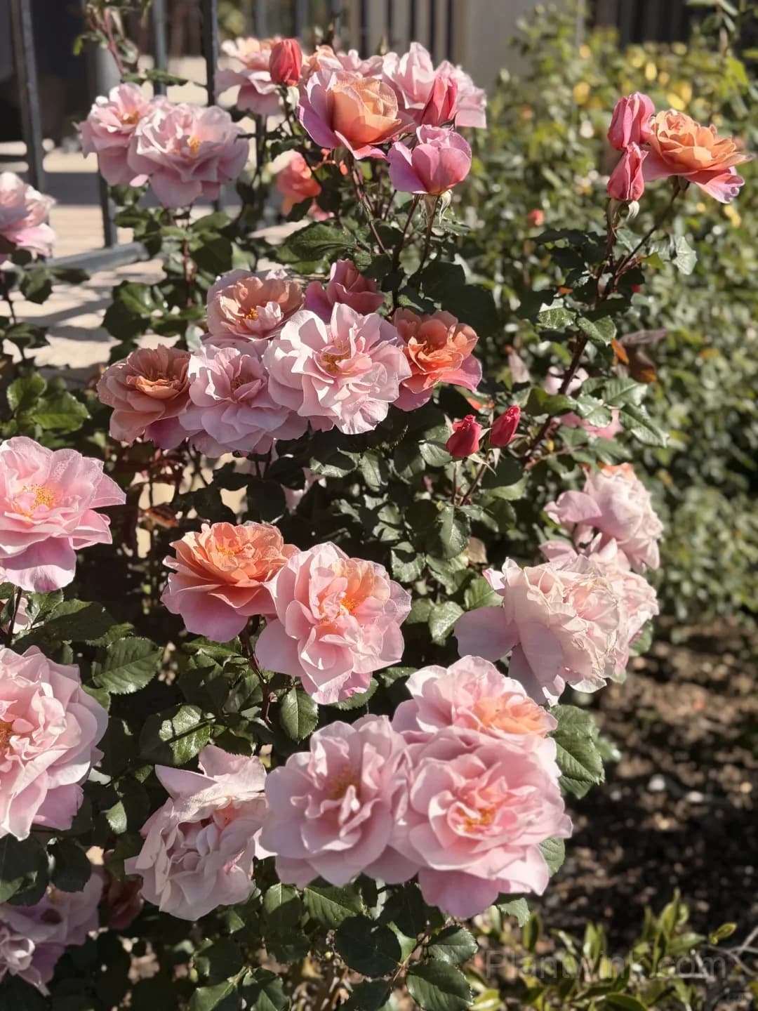 Distant Drums Rose Seeds - Rare Color-Changing Mauve & Bronze Shrub, Strong Myrrh Fragrance - View 3