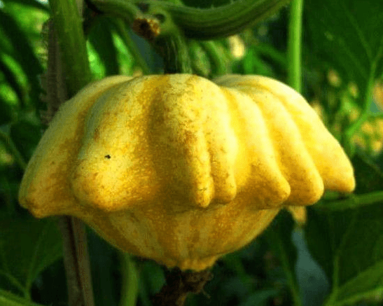 Odd-shaped Pumpkin Seed - View 1