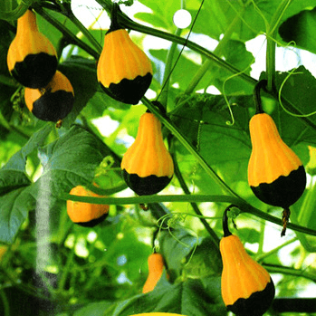 Odd-shaped Pumpkin Seed - View 4