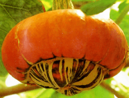 Odd-shaped Pumpkin Seed - View 5