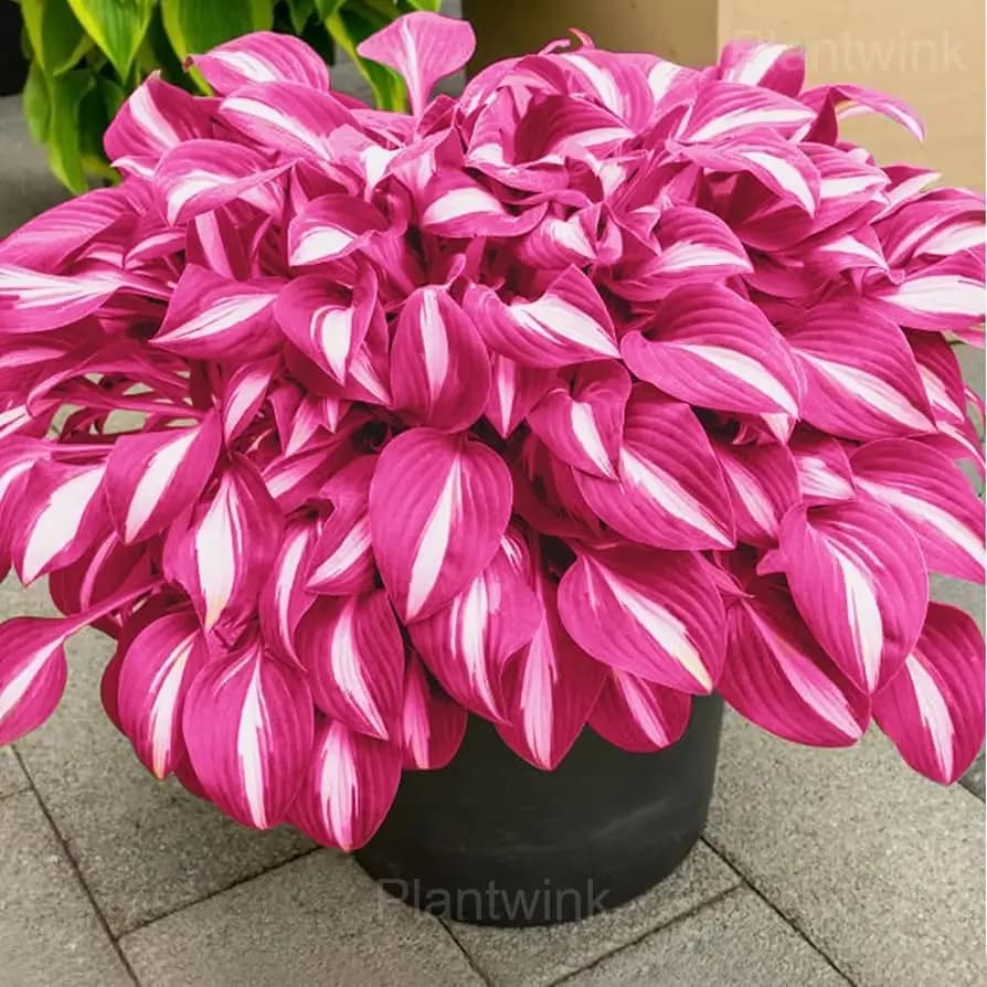 Nora review image 1