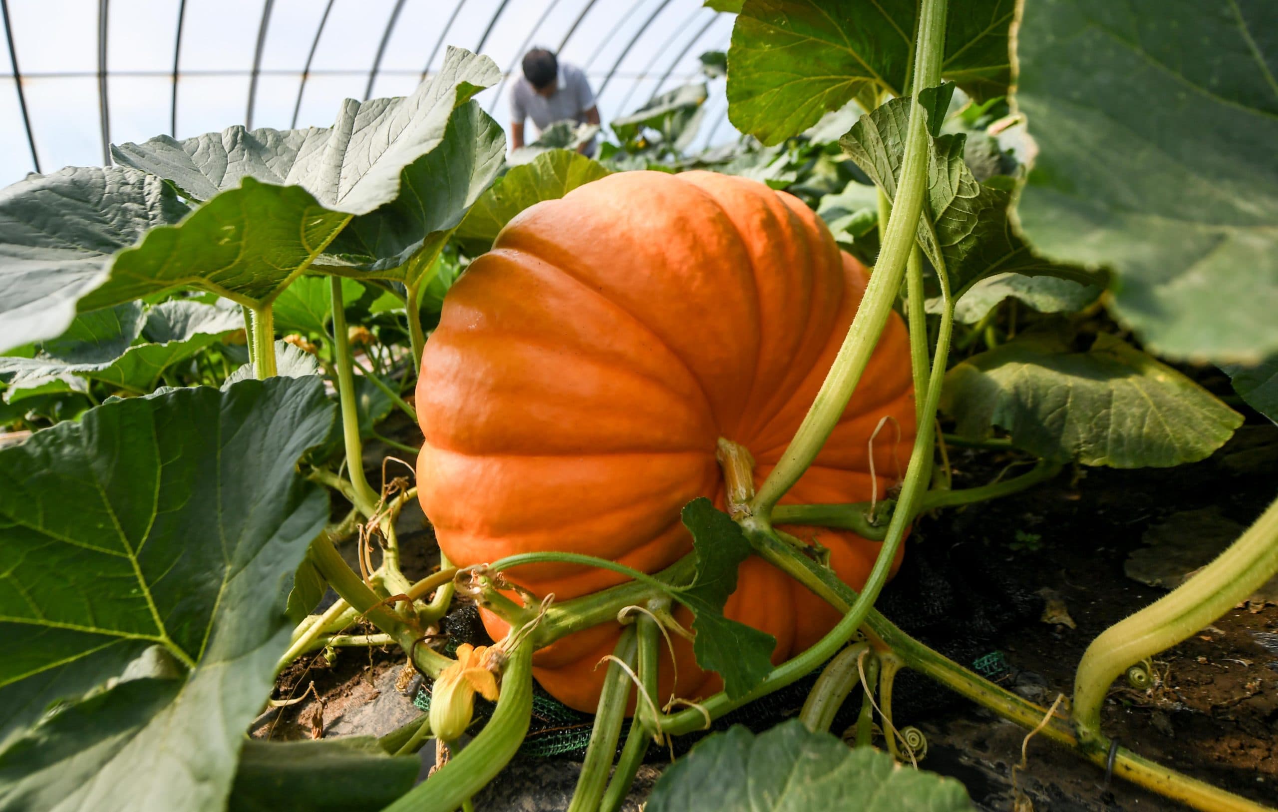 Odd-shaped Pumpkin Seed - View 6