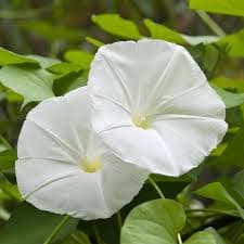 Datura Moonflower - View 2