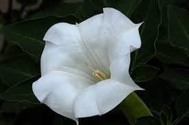 Datura Moonflower - View 3