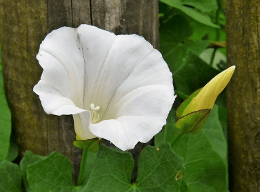 Datura Moonflower - View 4